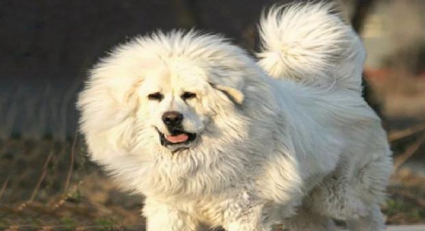 中国最珍贵纯白色藏獒:雪獒一胎生十只一只卖10万!