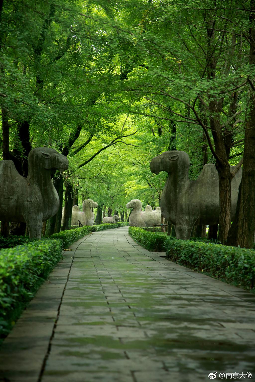 绿荫中的石象路|石象路|绿荫|明孝陵神道_新浪新闻
