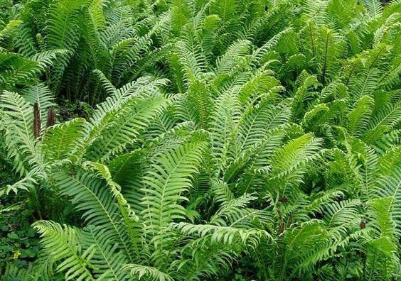 农村山上这种叫"黄瓜香"的野菜,城里人把它当做宝,卖得比肉贵