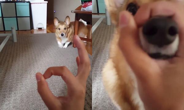 召唤狗鼻子,比ok手势,低底盘柯基呆萌3秒飞奔,进洞!