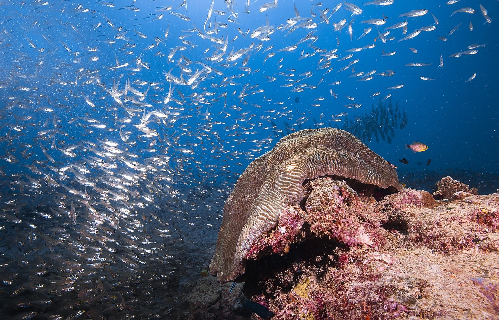 今日份的蓝色鸦片新鲜出炉治疗我铁粉们的深海恐惧症