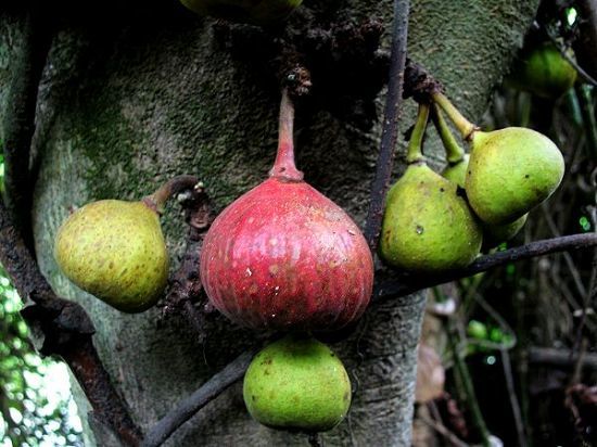野生牛奶果,每天吃一点,可以补血,缓解疲劳,还能改善你的睡眠