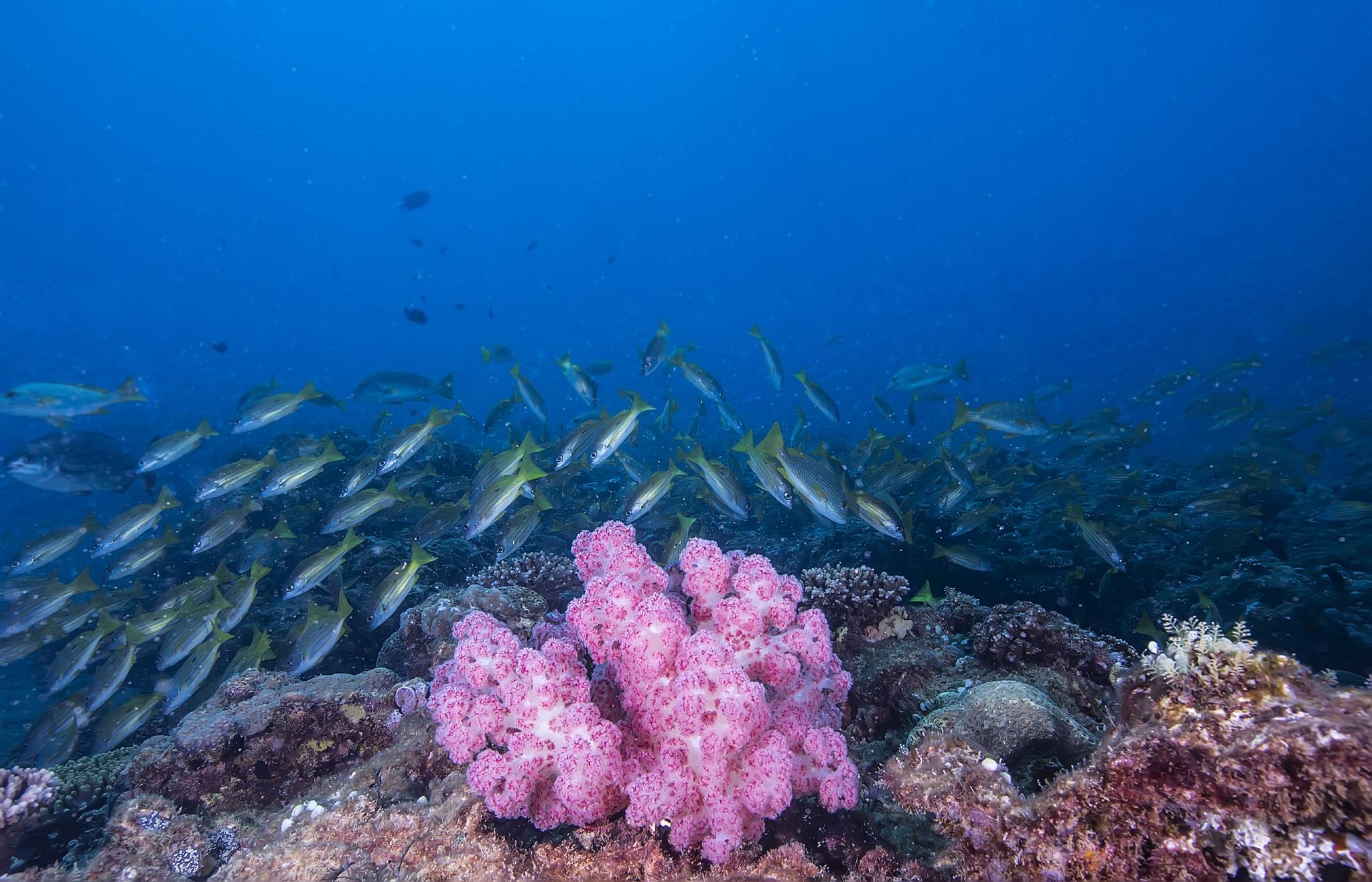今日份的蓝色鸦片新鲜出炉治疗我铁粉们的深海恐惧症