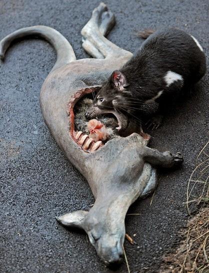 哺乳动物中最凶猛的咬人动物是什么?它们为塔斯马尼亚的恶魔