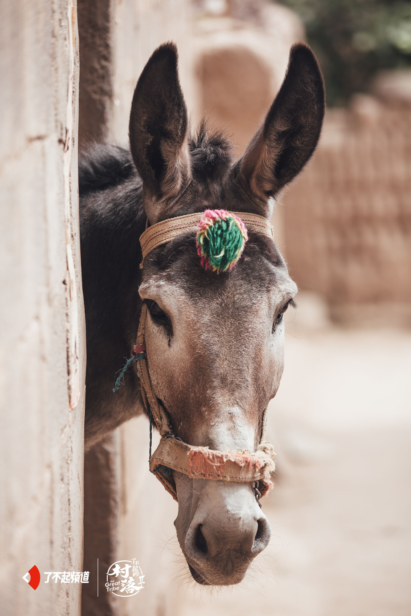 我有一头小毛驴