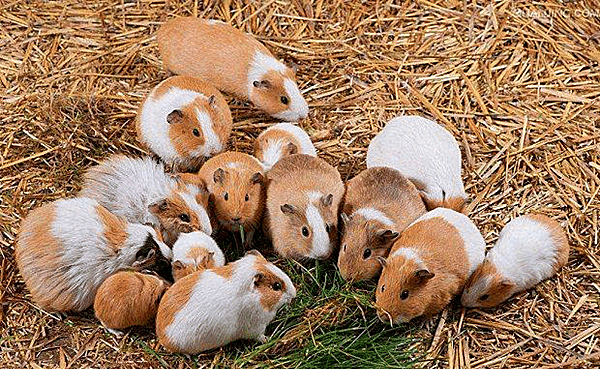 一只公鼠"闯"鼠群, 百只母鼠齐怀孕, 400多只小鼠一个爹