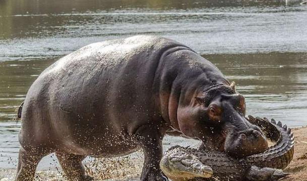 鬣狗遇到鳄鱼只能被碎骨