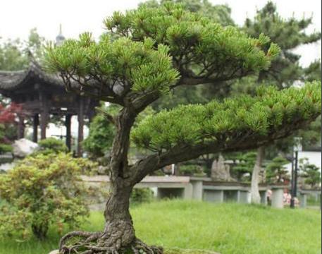 五针松盆景的独特之处,养护要注意哪些?|养护|五针松|树皮|盆栽|日本_新浪新闻