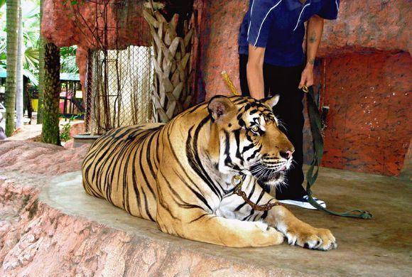 虎亚种的高清图片,虎王可爱而凶猛