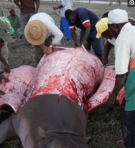 非洲人残忍的将河马活活剥皮将动物带回家去食用