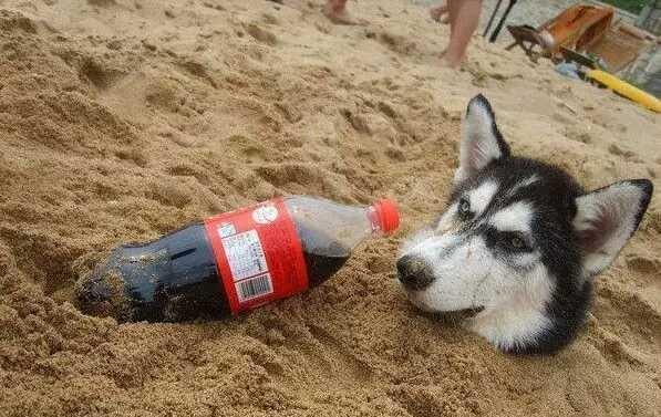 哈士奇被主人"活埋"沙坑,二哈怒了!