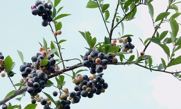 每年七月十四他们说千万不要去摘捻子.