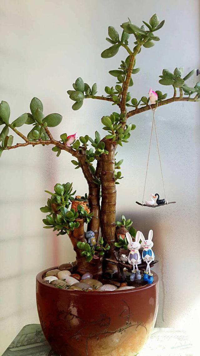 玉树盆景养护秘籍!吉祥如意,寓意美好!