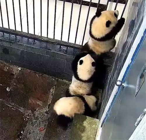 大熊猫集体"越狱",那姿势真的是没谁了!网友看后:串串香啊!