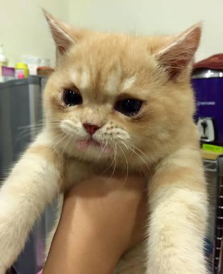 猫咪别哭了,知道你难受,眼泪汪汪的样子看得人真心疼!