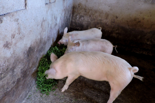 猪价一路狂跌,饲料价格上涨,农村养猪户们该怎样办呢?