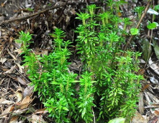 但是价值还是非常高的,这种草的名字叫做千层塔,是一种珍贵的中草药