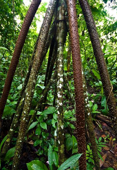 世界上最怪的三种树 一种会走路 一种会吃人