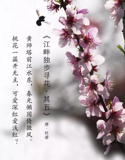 12个月12首诗12朵花你几月出生对应哪一朵花