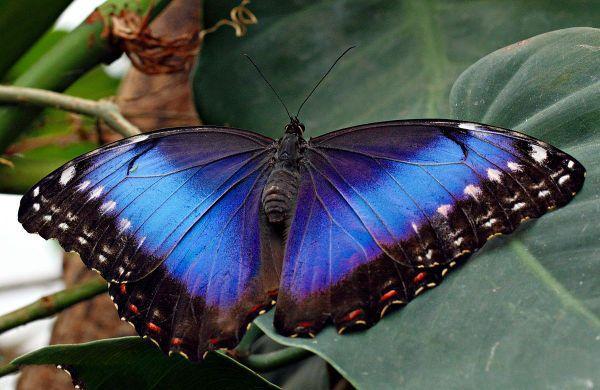 地球上5大最漂亮的蝴蝶,第四标本价格超30万,第五翅膀雌雄混合