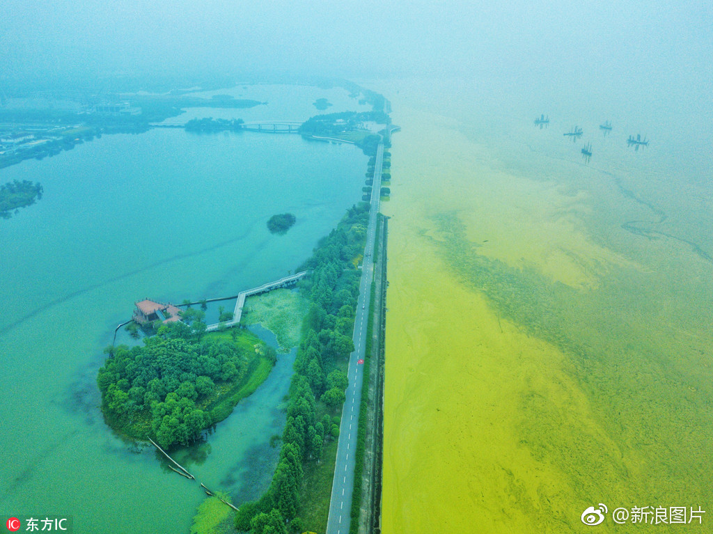 太湖黄色蓝藻泛滥：一堤之隔，两个世界|太湖|蓝藻|贡湖|碧绿色|实验场_新浪新闻