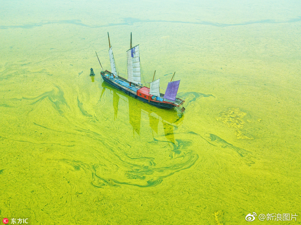 太湖黄色蓝藻泛滥：一堤之隔，两个世界|太湖|蓝藻|贡湖|碧绿色|实验场_新浪新闻