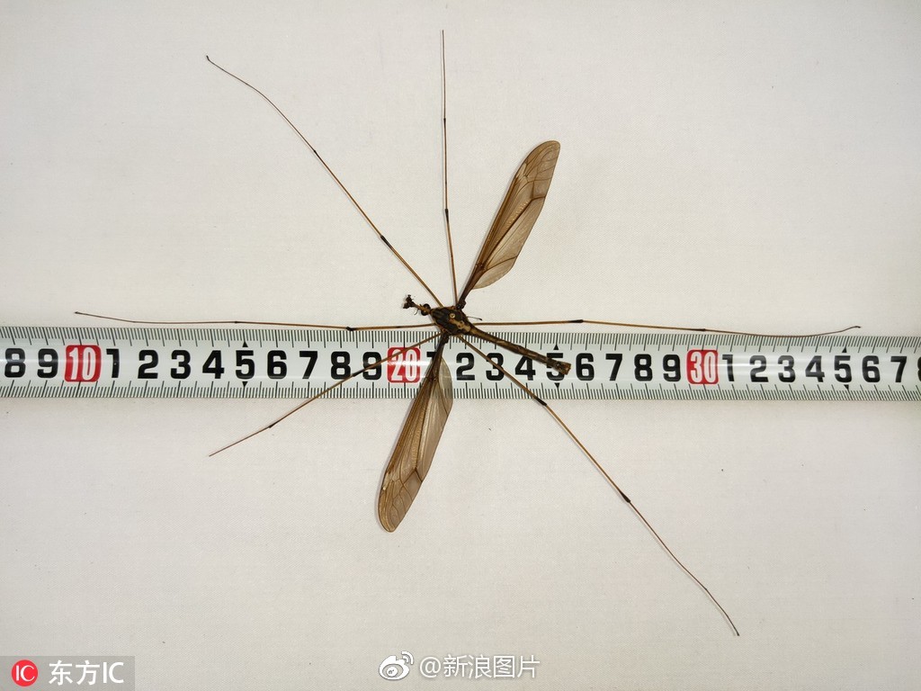 世界上最大的蚊子获吉尼斯世界纪录证书