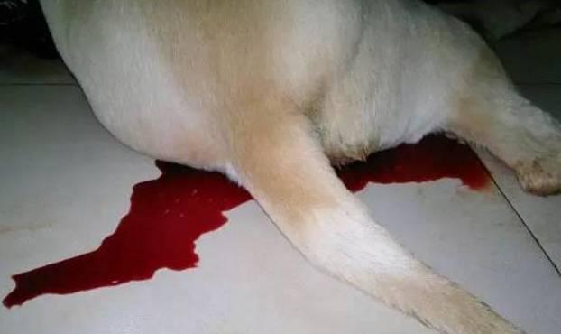 主人不留意给喂了一种蔬菜,狗狗拉血要狗命!