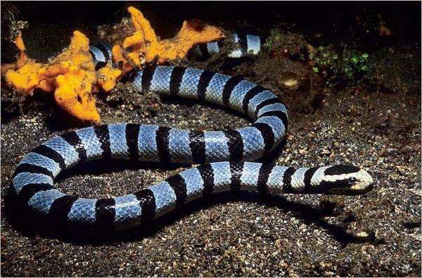世界上最毒的蛇第一名图片