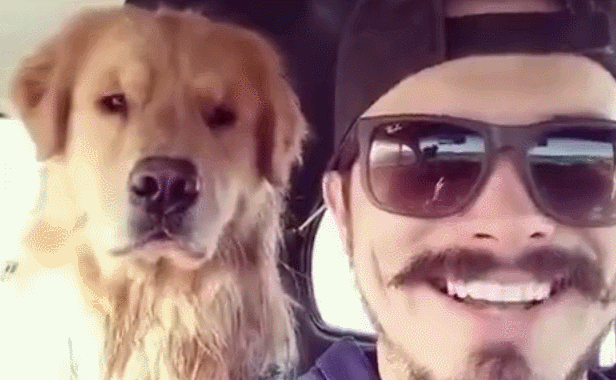 金毛和主人表情神同步,狗:主人似不似傻!