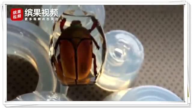 甲虫标本与饰品的结合 制作出精美项链佩戴在身 有点好看 甲虫标本与饰品的结合 制作出精美项链佩戴在身 有点好看