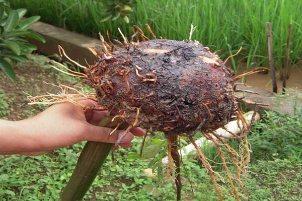 这种植物全身都有毒素形如荸荠可农民常常吃啥原因