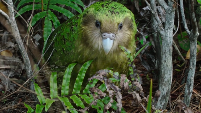 长达60年,因此,它们是世界上唯一不会飞的鹦鹉,同时寿命位居鸟类榜首