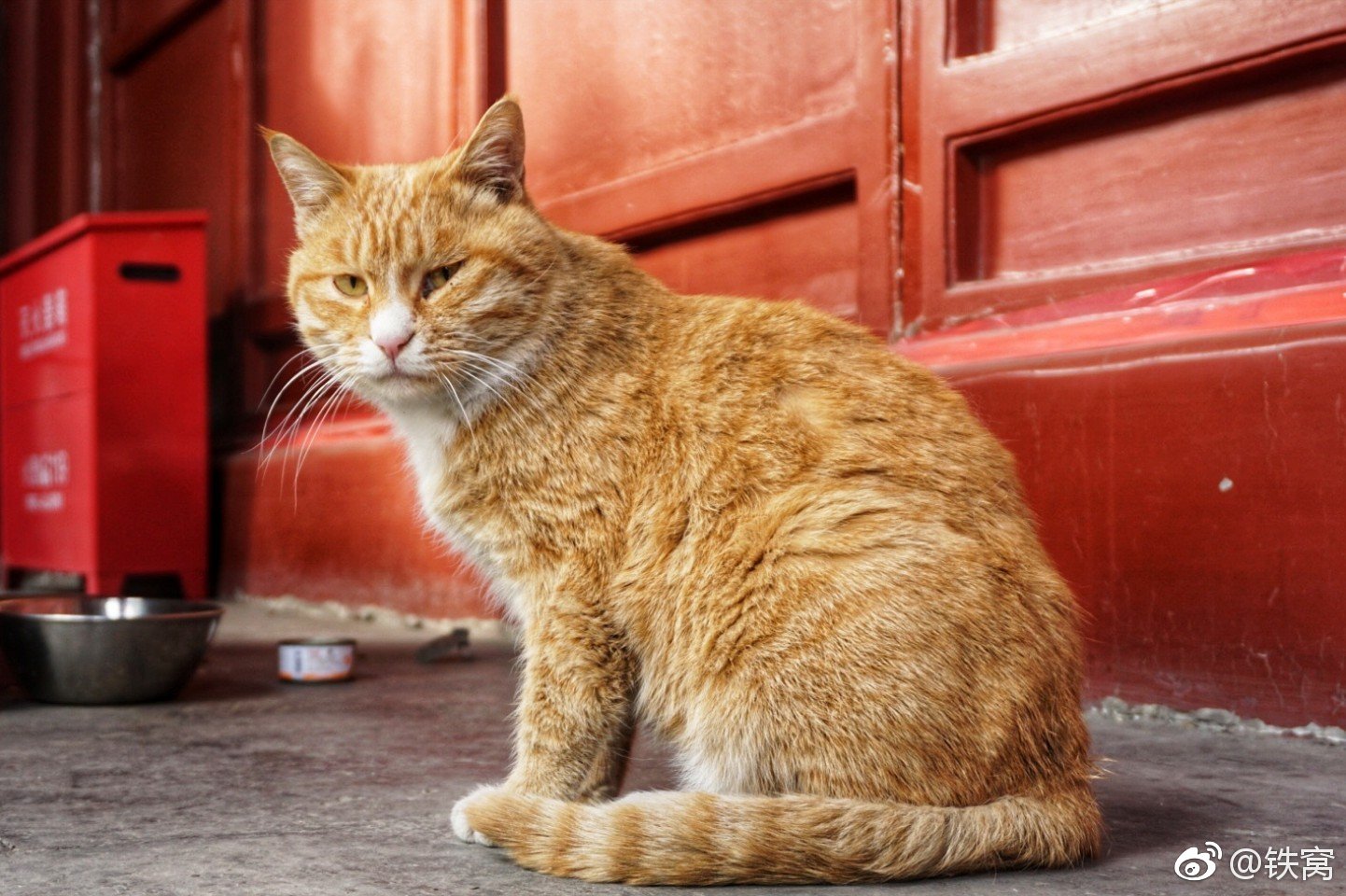 法源寺的网红猫咪