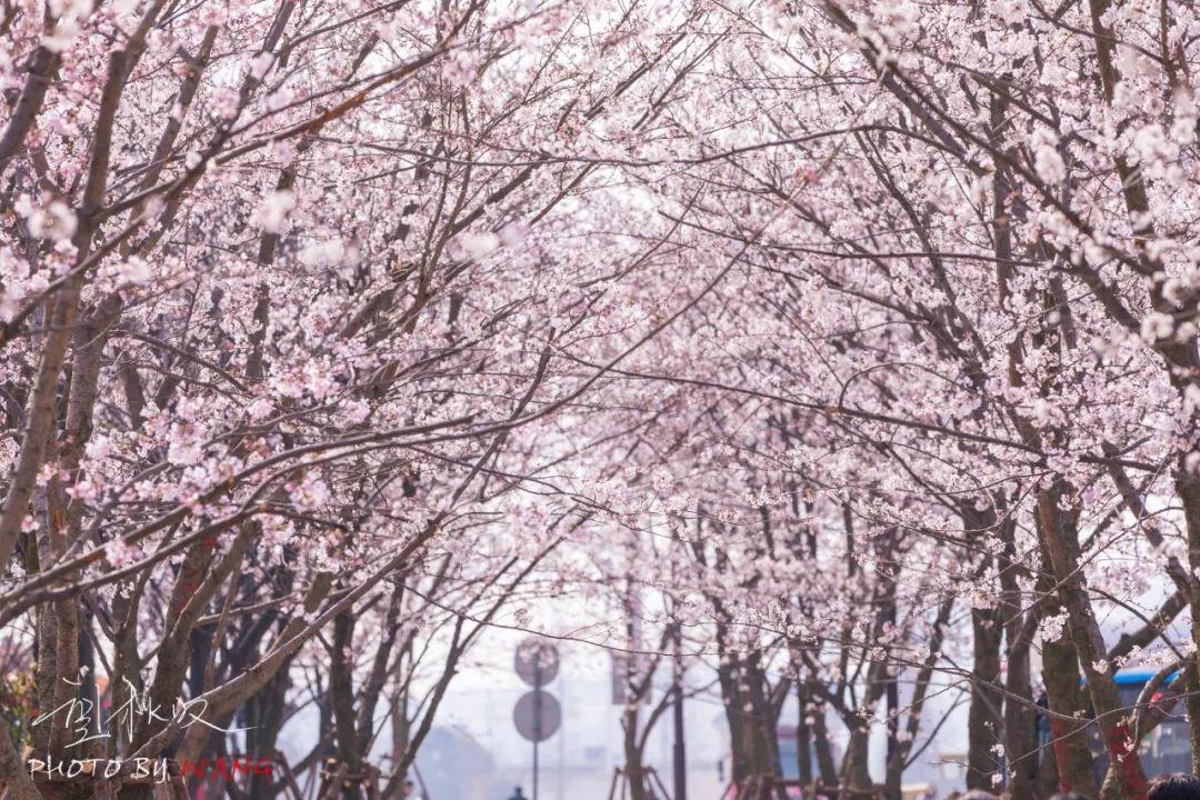 樱花|大明寺|扬州_新浪新闻
