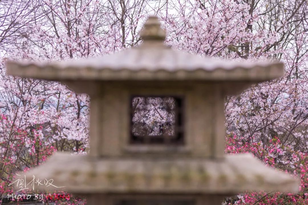 樱花|大明寺|扬州_新浪新闻
