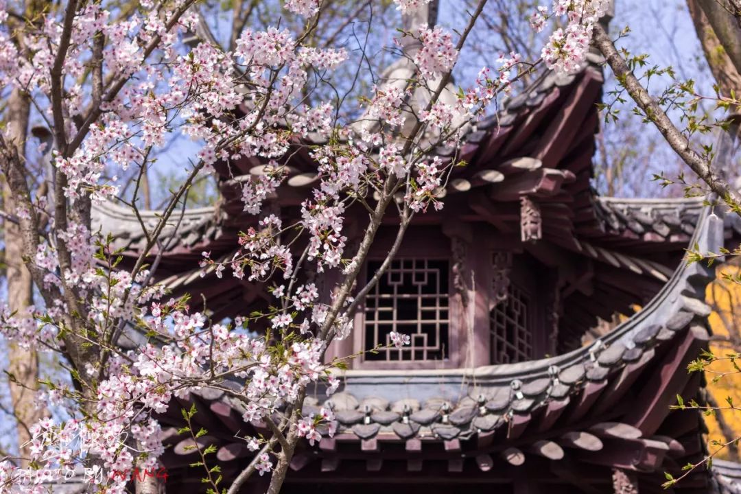 樱花|大明寺|扬州_新浪新闻