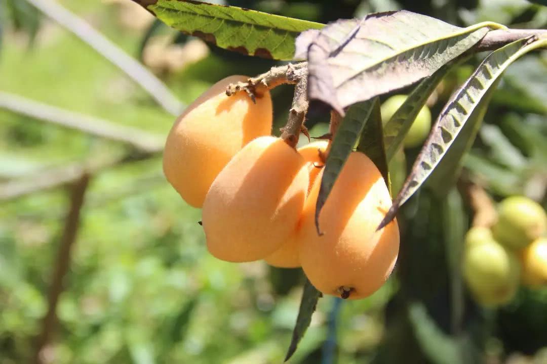 等了一个冬天的罗浮山枇杷,现在味道刚刚好!