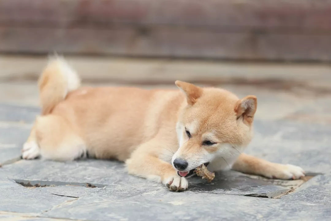 独家专访《向往的生活》小o,边吃小龙虾盖浇面边看!