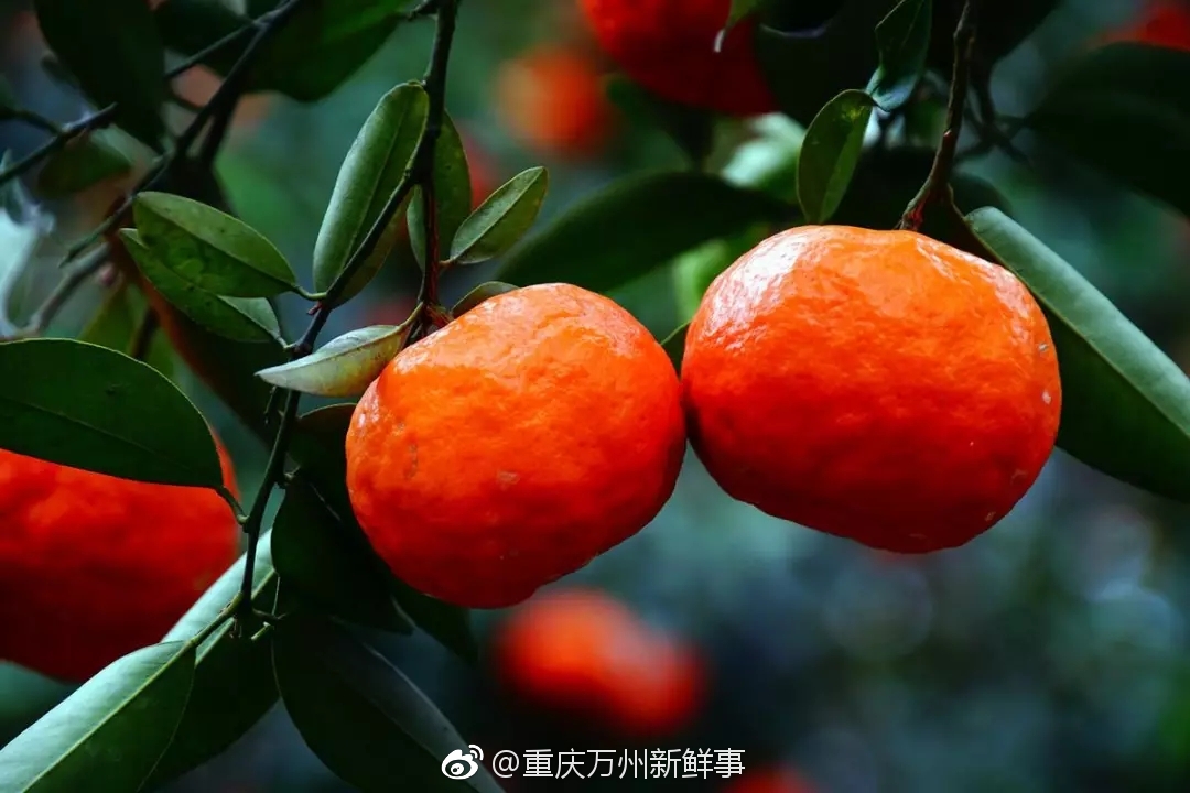 绵延数十公里全是"红灯笼"……|万州|桔子|红桔_新浪新闻