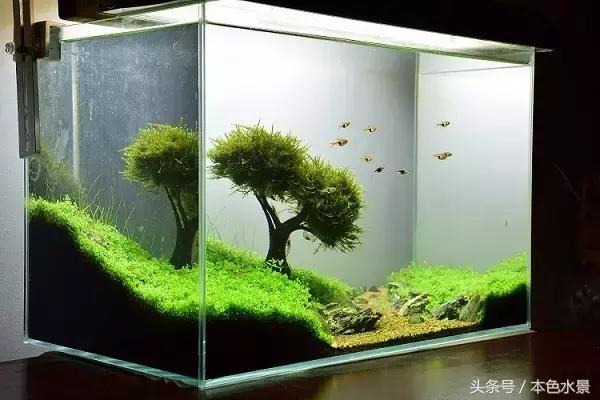 本色水景|绿,草缸带给我们最大的享受,鱼缸造景培训学习开店