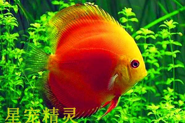 看颜色:野生七彩比较明显,雄鱼颜色暗淡,雌鱼颜色较鲜艳.