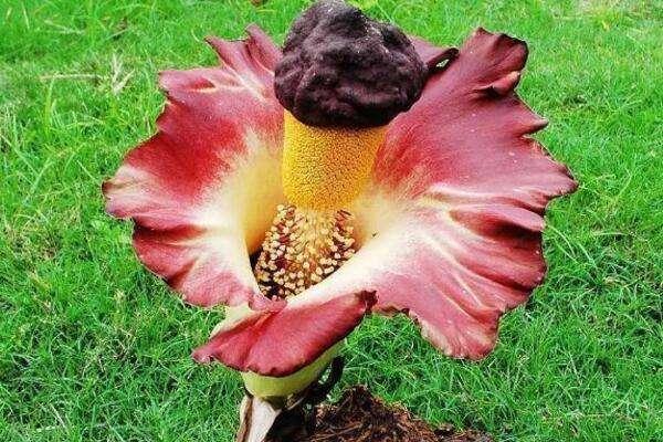 散发腐烂气味的尸花,难道是《鬼吹灯》中的尸香魔芋再现人间?