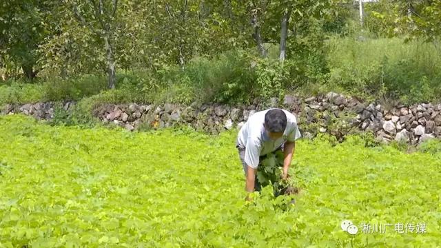 淅川县西簧乡大石河村树上结出致富果树下长出钱串子