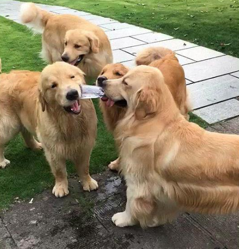 遛一条狗子还还说,挺好喂的,可是你要是遛一群