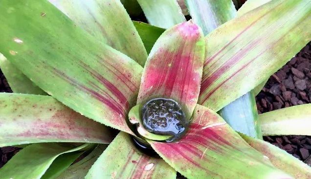 家里的观赏凤梨花朵枯萎就丢掉?教你一种方法可以不断繁殖