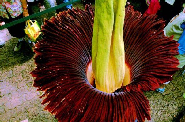 散发腐烂气味的尸花,难道是《鬼吹灯》中的尸香魔芋再现人间?