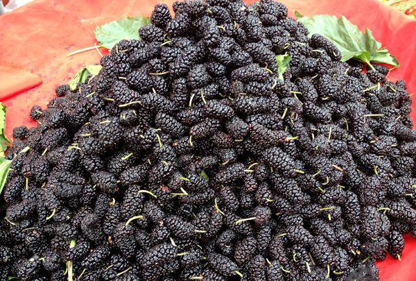 吃完会变黑, 但我仍然爱它|桑葚|桑果|美食_新浪网