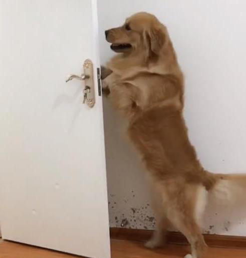 金毛的智商有多高?看完给主人下的套就晓得了,智商真不如一条狗