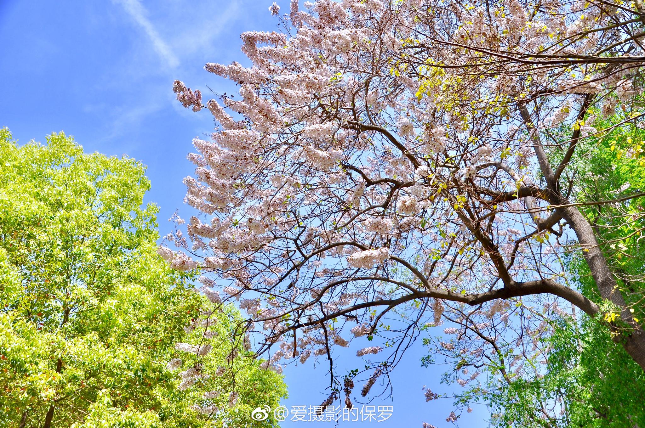 小景摄影·泡桐花开